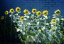 australia - sunflowers.jpg